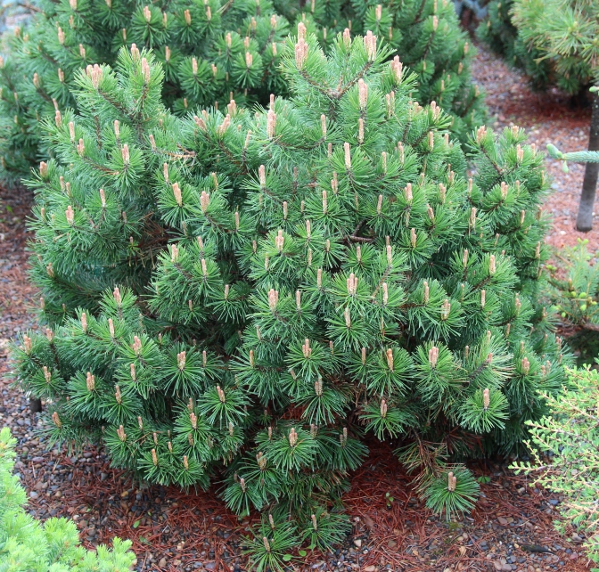 Pinus uncinata Globosa. Фото С.Н. Горошкевича 